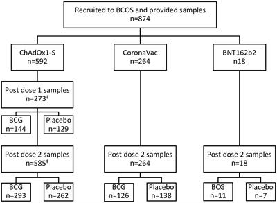Impact of vaccine platform and BCG vaccination on antibody responses to COVID-19 vaccination